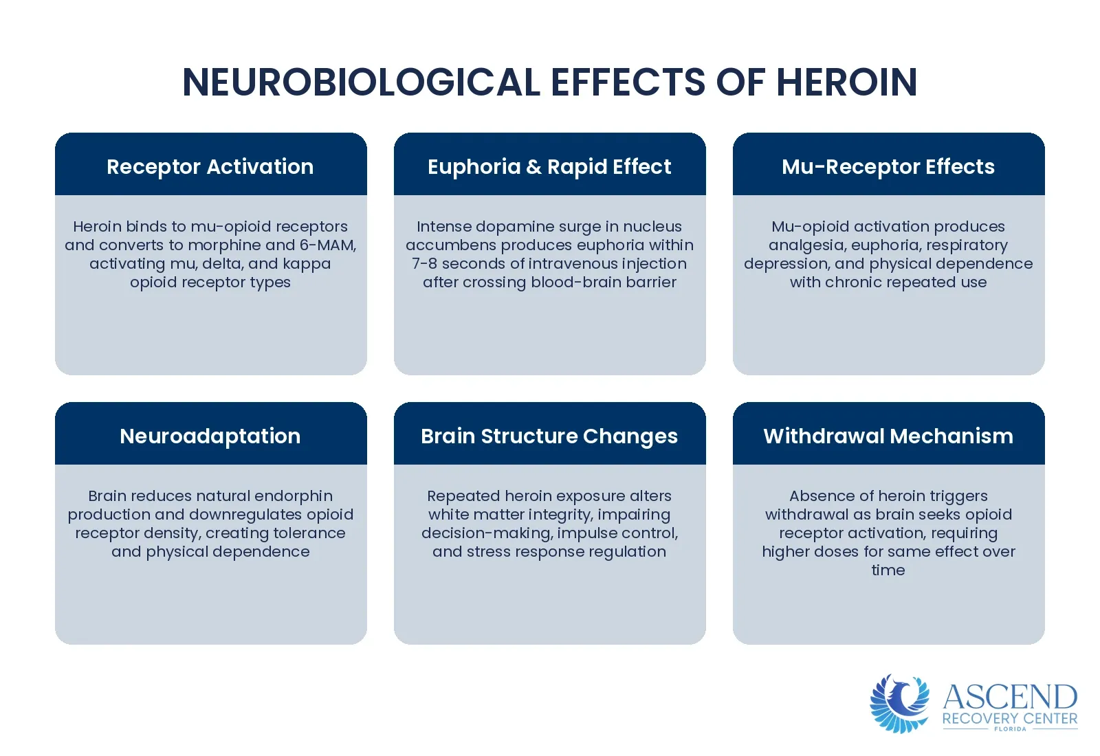 How Does Heroin Affect the Brain? — Heroin Addiction Treatment: MAT, Therapy & Aftercare | Ascend Recovery Center