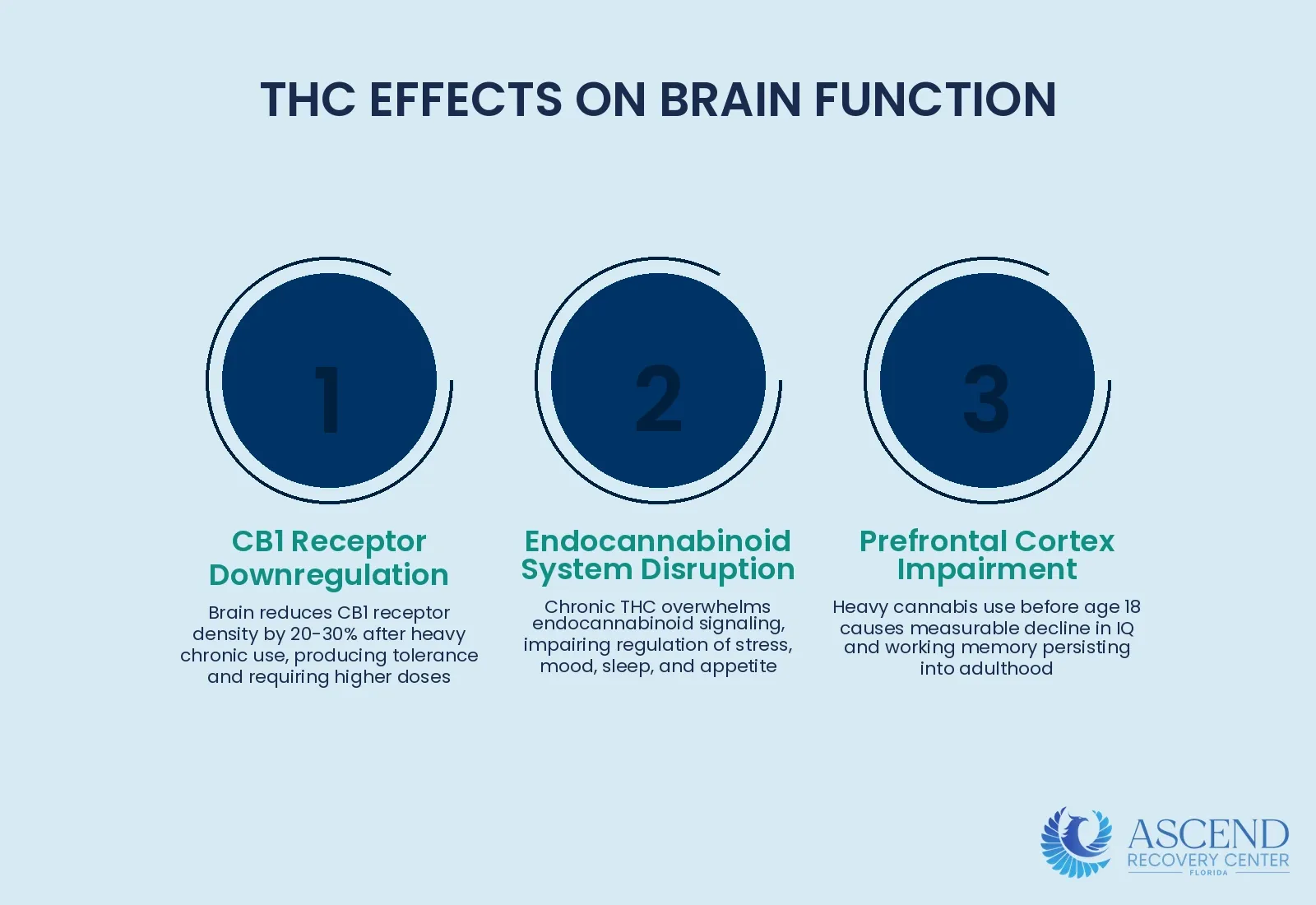 How Does THC Affect the Brain? — Marijuana Addiction Treatment: CBT for Cannabis Use Disorder | Ascend Recovery Center